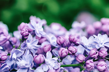 Fototapeta na wymiar Lilac flowers macro