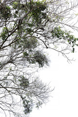 tree on a background of blue sky