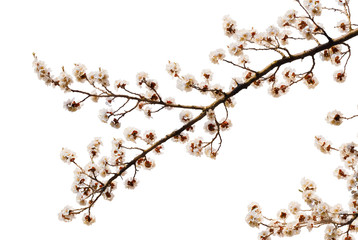 Apricot flower isolated