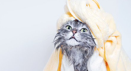 Funny smiling wet gray tabby cute kitten after bath wrapped in yellow towel with big eyes. Pets and lifestyle concept. Just washed lovely fluffy cat with towel around his head on grey background.