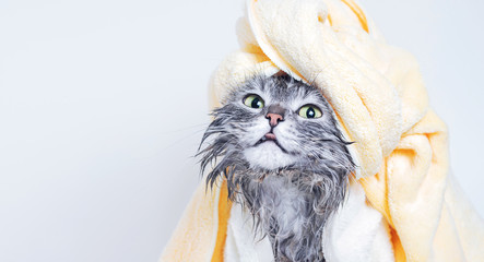 Funny smiling wet gray tabby cute kitten after bath wrapped in yellow towel with big eyes. Pets and...