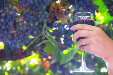 Hand holding red wine