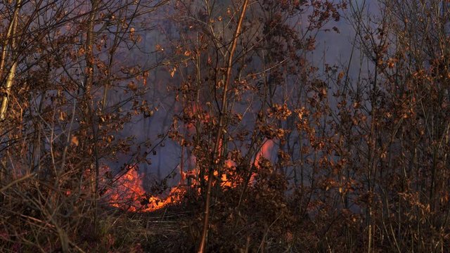 Fire in forest destroys nature - (4K)