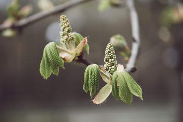 Blooming of chestnut