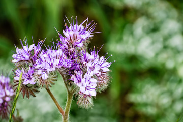 Fototapeta premium Close up of Lacy Phacelia (Phacelia cryptantha) wild flowers, south San Francisco bay area, San Jose, California
