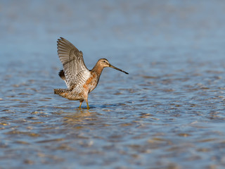 Short-billed Dowitcher with Open Wings Foraging on the Pond