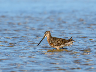 Long-billed Dowitcher Foraging on the Pond