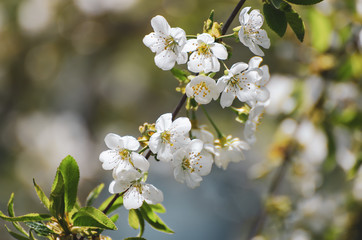 Cherry flowers frame