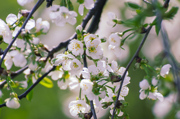 Cherry flowers frame