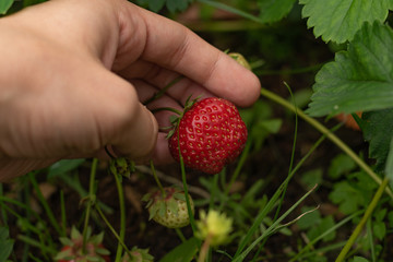 Thin male hand collecting strawberry from the bush