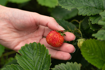 Thin female hand collecting strawberry from the bush