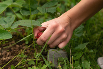 Naklejka na ściany i meble Thin female hand collecting strawberry from the bush