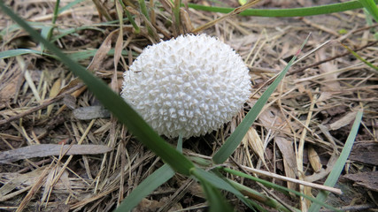 mushroom in forest