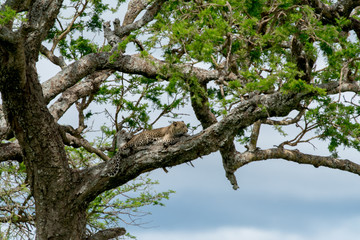 Fototapeta na wymiar Leopard in National Park Serengeti