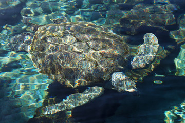 Turtle under water. View from a surface.