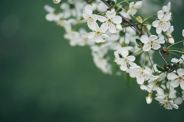 Cherry flowers frame