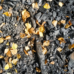 Yellow leaves lie among the coal from the fire. Autumn background.