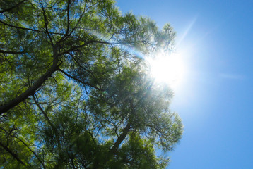 The sun against the blue sky among the branches of a tree.