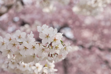 Peak bloom on the Cherry Blossom trees around the Tidal Basin during the 2019 Washington DC Cherry Blossom Festival in Pinks and whites