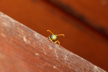 Detailed macro shot of european paper wasp (Polistes dominula)