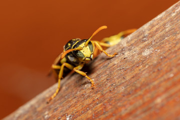 Detailed macro shot of european paper wasp (Polistes dominula)