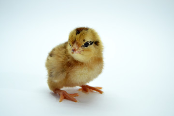 Fototapeta premium beautiful colorful chicks isolated on a white background