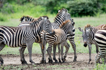 Portrait group of Zebra Manyara