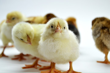 Chicks isolated on white background little chickens