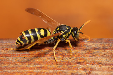 Detailed macro shot of european paper wasp (Polistes dominula)