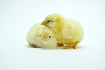 two yellow little chickens isolated on the white