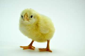 two yellow little chickens isolated on the white
