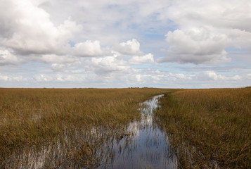 Landscape in Florida Everglades Swamp