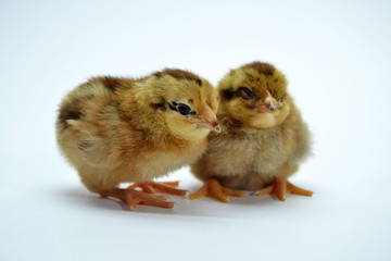 two brown little chickens isolated on the white