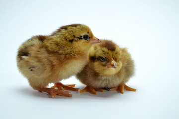 two brown little chickens isolated on the white