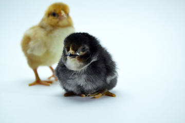 Chicks isolated on white background little chickens