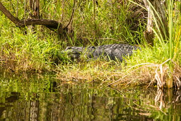 Alligator in Florida Everglades