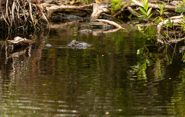 Alligator Swimming