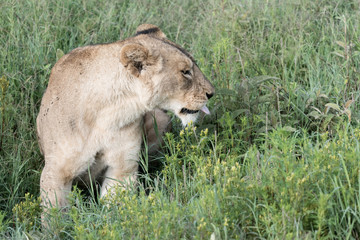 Fototapeta na wymiar Portrait Lion in Ngorongoro