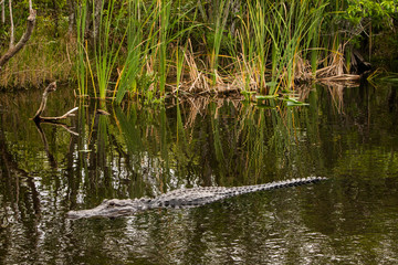 Alligator in Florida Everglades Swimming