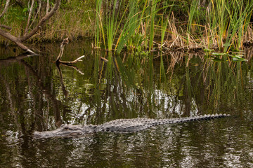 Alligator in Florida Everglades Swimming