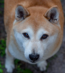 Beautiful Portrait of a Shiba Inu Dog 