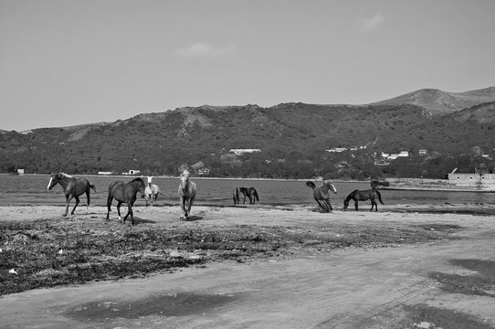 black and white artistic photo of horses on the shore of the Japanese Sea