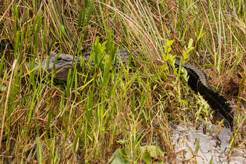 Alligator Hiding in Florida Everglades Grass