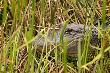 Alligator hiding in grass of Florida Everglades