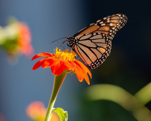 Monarch Butterfly