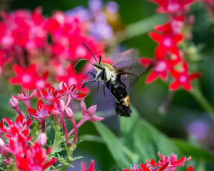 Snowberry Clearwing