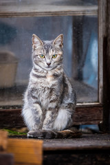 Chaton tigré