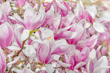 of beautiful magnolia flowers