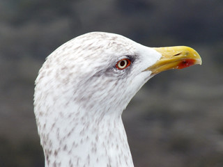 Gaviota