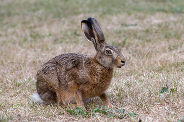 Little alert hare ready to jump anytime